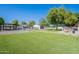 Beautiful backyard with artificial turf, mature trees, swimming pool, spa, and detached building at 2724 W Colt Rd, Chandler, AZ 85224