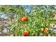 Close-up of a raised-bed vegetable garden, full of ripening tomatoes and lush greenery at 833 N 110Th St, Mesa, AZ 85207
