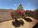 Backyard garden displaying vibrant bougainvillea bushes adding color and charm to the desert landscape at 14602 S 47Th St, Phoenix, AZ 85044
