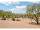 Desert landscaping with trees and gravel offering serene natural beauty and a low-maintenance outdoor space at 10600 E Cordova St, Gold Canyon, AZ 85118