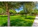 Expansive community park featuring lush green grass and mature shade trees at 21353 S 185Th Way, Queen Creek, AZ 85142
