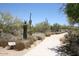 Desert community walking trail with native cacti and desert landscaping at 6917 E Night Glow Cir, Scottsdale, AZ 85266