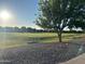 Expansive green space featuring a large tree and ample room for recreation and outdoor activities at 38242 N Armadillo Dr, San Tan Valley, AZ 85140