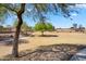 Expansive community park, featuring lush trees and green space for recreational activities at 24886 W Huntington Dr, Buckeye, AZ 85326