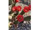 Close up of a flowering cactus with bright red blooms at 4426 E Leroy St, Gilbert, AZ 85295