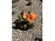 Flowering cactus with bright orange blooms on rock landscaping at 4426 E Leroy St, Gilbert, AZ 85295