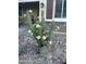 Cactus with blooming white flowers in the front yard of this house at 4426 E Leroy St, Gilbert, AZ 85295