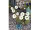 Flowering cactus in the front yard featuring an anchor and a teal lizard at 4426 E Leroy St, Gilbert, AZ 85295