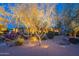 Desert landscaping with illuminated trees, creating a stunning front yard display at 6069 E Ironwood Dr, Scottsdale, AZ 85266