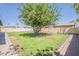 Spacious backyard with green lawn and mature shade tree at 2130 W Cindy St, Chandler, AZ 85224