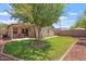 Large backyard with well-maintained lawn, mature shade tree, covered patio and fenced perimeter at 23787 W Yavapai St, Buckeye, AZ 85326