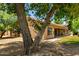 Charming backyard view showcasing mature trees and a covered patio for outdoor enjoyment at 3715 S Skyline Dr, Gilbert, AZ 85297