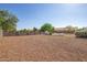 Vast backyard with gravel, block fencing, and mature landscaping, offering endless possibilities at 1443 N Poppy St, Casa Grande, AZ 85122