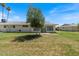 Expansive backyard with mature tree, patio area, and lush green lawn at 10895 W Clair Dr, Sun City, AZ 85351