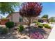 Landscaped front yard featuring various plants, desert landscaping, and a well manicured yard at 157 W Leatherwood Ave, San Tan Valley, AZ 85140
