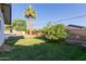 A yard with grass features a citrus tree with backyard pool in the distance at 4117 E Coolidge St, Phoenix, AZ 85018
