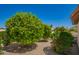 Well-maintained yard featuring lush greenery and attractive landscaping at 17585 N Coyote Lakes Pkwy, Surprise, AZ 85378