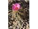 A cactus plant with a pink flower at 1085 E Oakland Ct, Gilbert, AZ 85295
