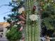 Saguaro cactus in bloom with white flowers at 1085 E Oakland Ct, Gilbert, AZ 85295