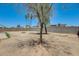 Spacious, fenced backyard with mature trees and potential for landscaping at 6804 W Turquoise Ave, Peoria, AZ 85345