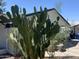 Landscaped front yard with native plants and a single-story home in the background at 903 W Jacinto Cir, Mesa, AZ 85210