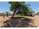 Lush tree in a spacious backyard, providing shade and a serene setting for outdoor activities at 3226 W Grovers Ave, Phoenix, AZ 85053