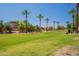 Lush green community space featuring mature palm trees, a well-manicured lawn, and residential homes in the background at 931 S Racine Ln, Gilbert, AZ 85296