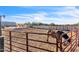 This horse arena offers a secure space for training, featuring sturdy fencing and ample room for equestrian activities at 1044 E Irvine Rd, Phoenix, AZ 85086