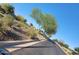 Landscaped hillside with a variety of plants and trees, leading to a paved road under a bright blue sky at 24013 N 165Th Ave, Surprise, AZ 85387