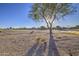 Desert backyard with mature landscaping, including large mesquite and rock features at 29384 N Rosewood Dr, San Tan Valley, AZ 85143