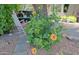 Cozy backyard features beautiful hibiscus flowers, a white rocking chair, and stone pavers at 4609 W Challenger Trl, New River, AZ 85087