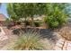 Well maintained backyard with landscaping and desert plants at 1606 N Apache Dr, Chandler, AZ 85244