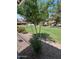 Residential backyard featuring healthy green grass, trees, and low-maintenance desert landscaping at 3510 E Hampton Ave # 133, Mesa, AZ 85204