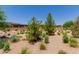 Desert landscaping featuring native plants, shrubs, and trees in a community setting at 1166 W Silver Creek Ln, Queen Creek, AZ 85140