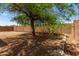 View of a gravel-covered backyard with a mature tree surrounded by block wall at 10408 W Miami St, Tolleson, AZ 85353