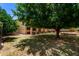 Spacious backyard with mature tree and green lawn at 13324 W Annika Dr, Litchfield Park, AZ 85340