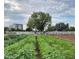 Rows of crops being tended to in an expansive garden at 3037 E Hobart St, Gilbert, AZ 85296