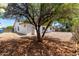 Backyard featuring gravel and a large tree at 3021 W Angela Dr, Phoenix, AZ 85053