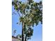 Wide shot of a large tree on the property that is surrounded by palm trees at 7920 W Glendale Ave # 39, Glendale, AZ 85303