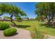 Scenic greenbelt view with mature trees, grassy areas, and walking paths enhancing community charm at 1991 S Bahama Dr, Gilbert, AZ 85295