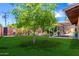 Expansive backyard with lush lawn, mature trees, a cozy hammock, and a covered patio at 6749 E Lewis Ave, Scottsdale, AZ 85257