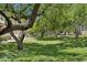 Expansive community park featuring mature trees and lush green grass at 2313 E Hidalgo Ave, Phoenix, AZ 85040