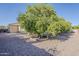 Expansive desert landscaped backyard featuring several mature citrus trees and a glimpse of the home's exterior at 3925 E Elmwood St, Mesa, AZ 85205