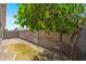 Private backyard with a block fence, low-maintenance landscaping, and a fruit tree at 817 E Lamonte St, San Tan Valley, AZ 85140