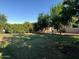 Lush green backyard with mature trees and shrubbery creating a private, shaded outdoor space at 3116 W Dailey St, Phoenix, AZ 85053