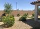 Scenic backyard featuring desert landscaping, decorative rock, and flourishing plants for a serene outdoor space at 25109 N 173Rd Dr, Surprise, AZ 85387