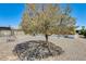 Backyard featuring a beautiful shade tree and low maintenance rock landscape at 8103 E Southern Ave # 170, Mesa, AZ 85209
