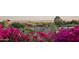 Scenic shot showing pink bougainvillea and desert landscaping in the front of the property with mountain views at 3800 E Lincoln Dr # 31, Phoenix, AZ 85018