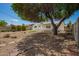 Spacious backyard featuring a covered patio, mature tree, and low-maintenance desert landscaping at 3118 W Aster Dr, Phoenix, AZ 85029