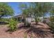 Serene backyard view showcasing mature trees, colorful shrubs, and a well-maintained landscape at 17770 N 66Th Ln, Glendale, AZ 85308